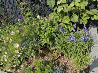 Garden disaaaaaaaaster! I've got no right to take my place with the human race