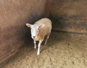 Does anyone know what sheep breed this is?