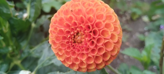 Who wants to look at my dahlias