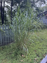 Come and tell us your dull and unexciting news 34: Calmly through the day