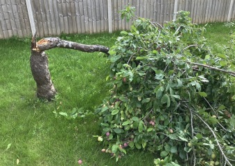 Plum tree damaged in winds