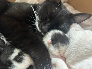 There is a pregnant cat in DD's bedroom