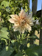 Who wants to look at my dahlias