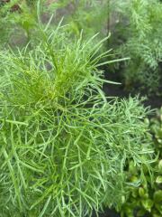 Cosmos help!