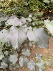 What is this shrub?
