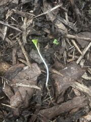 Can anyone identify whatever this weed/plant might be in my bark please?