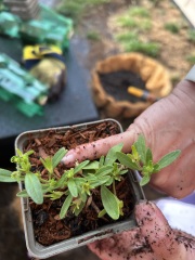 Can you identify these plants in hanging baskets