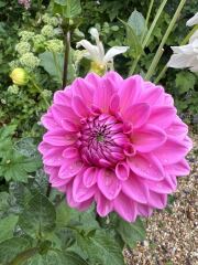 Who wants to look at my dahlias
