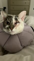 My cat needs to have an eye removed - any experiences?