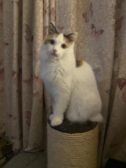 Anyone want a stubborn ass cat?