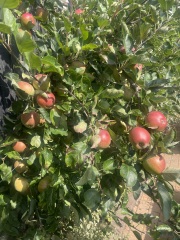 Year round Nigel Slater discussion thread Part 2