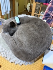 The One after the One where the Excellent Cats posed for a calendar