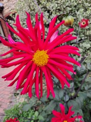 Who wants to look at my dahlias