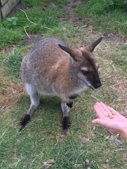 Chicken, Dreamies and Lickelix - the Excellent Cats form a disorderly queue