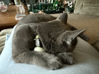 Chicken, Dreamies and Lickelix - the Excellent Cats form a disorderly queue