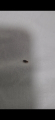 Are these bedbugs?