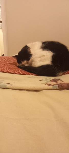 Chicken, Dreamies and Lickelix - the Excellent Cats form a disorderly queue