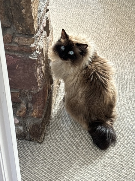 Post your supermodel cats
