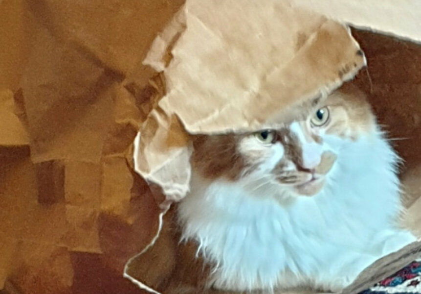 Upset the cat. How to get love back!