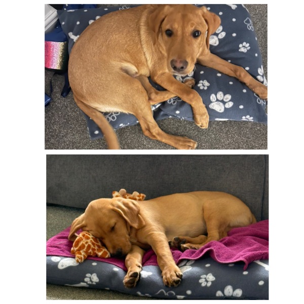 Puppy survival thread! All welcome!