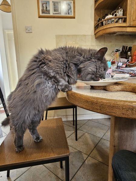 Chicken, Dreamies and Lickelix - the Excellent Cats form a disorderly queue