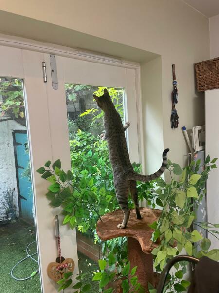 Introducing Marvin the Mau