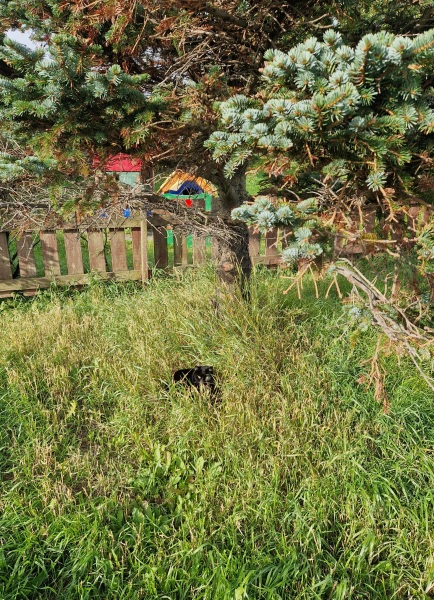Chicken, Dreamies and Lickelix - the Excellent Cats form a disorderly queue