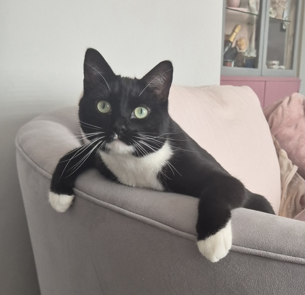 Post your supermodel cats