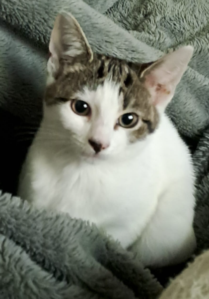 New very young kitten, where should it sleep?