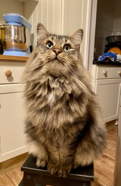 Post your supermodel cats