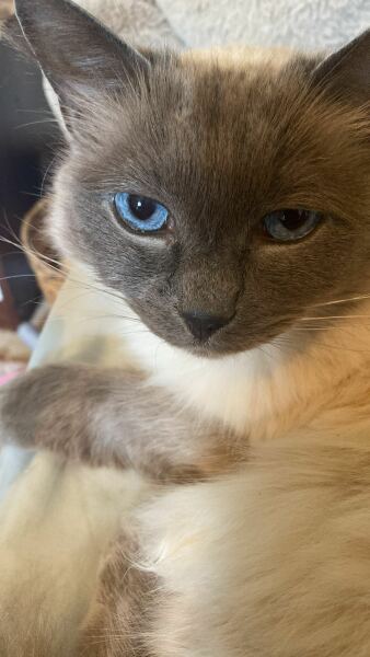 Post your supermodel cats