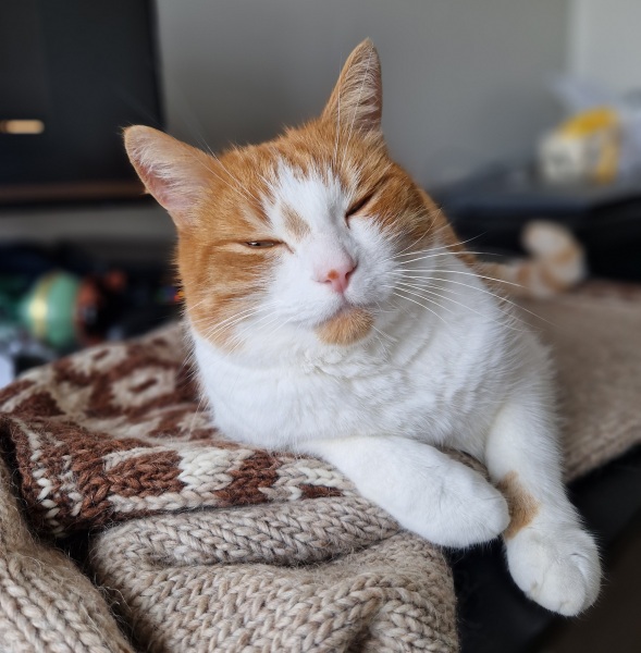 Chicken, Dreamies and Lickelix - the Excellent Cats form a disorderly queue