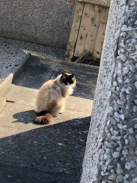 Post your supermodel cats