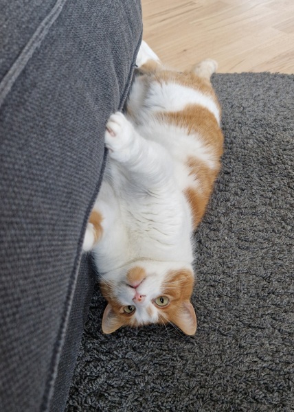 Chicken, Dreamies and Lickelix - the Excellent Cats form a disorderly queue