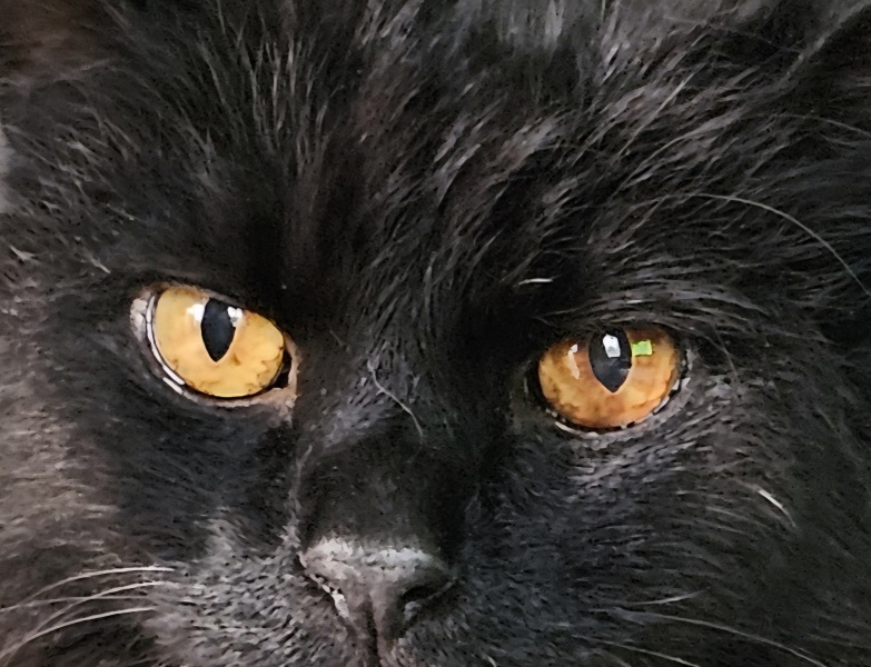 Brown spot appeared in cat's eye