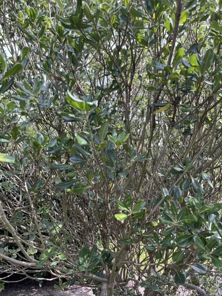What plant is this?