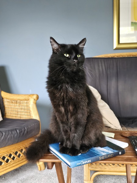 Chicken, Dreamies and Lickelix - the Excellent Cats form a disorderly queue