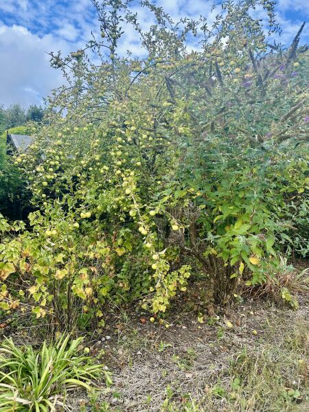 Do you have any mature apple trees ?