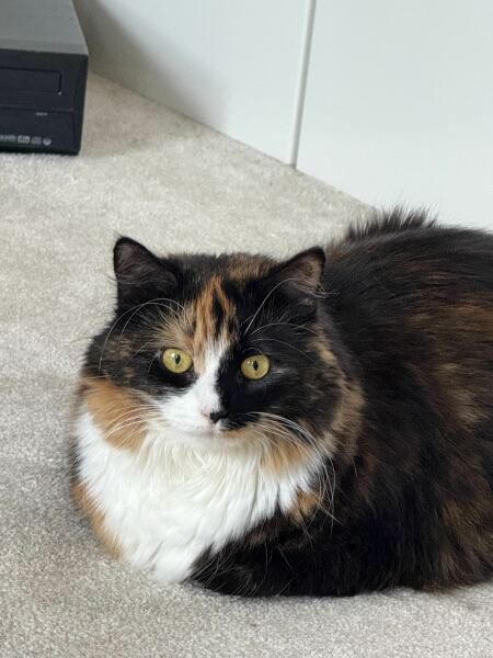 Post your supermodel cats