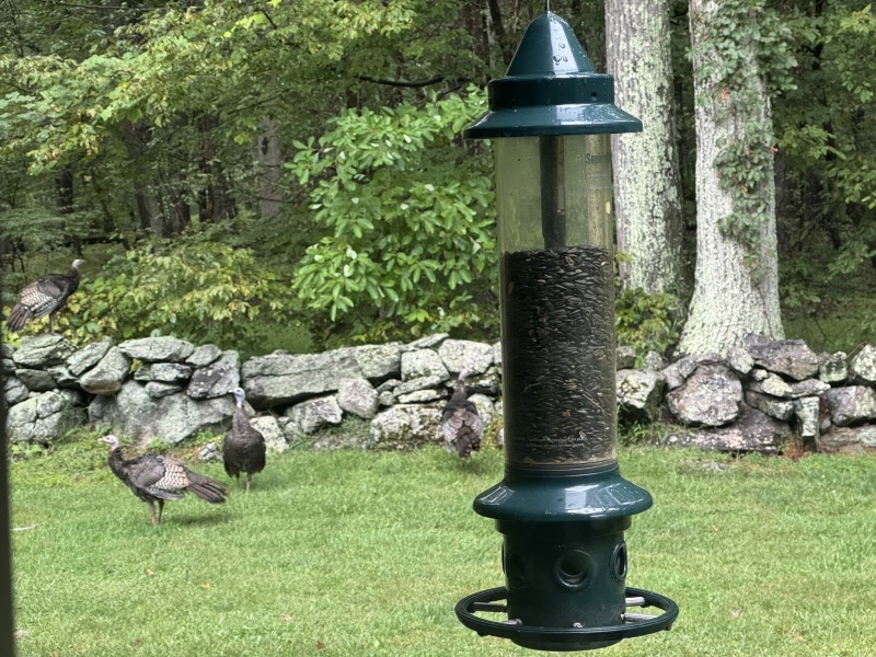 Come and tell us your dull and unexciting news 34: Calmly through the day