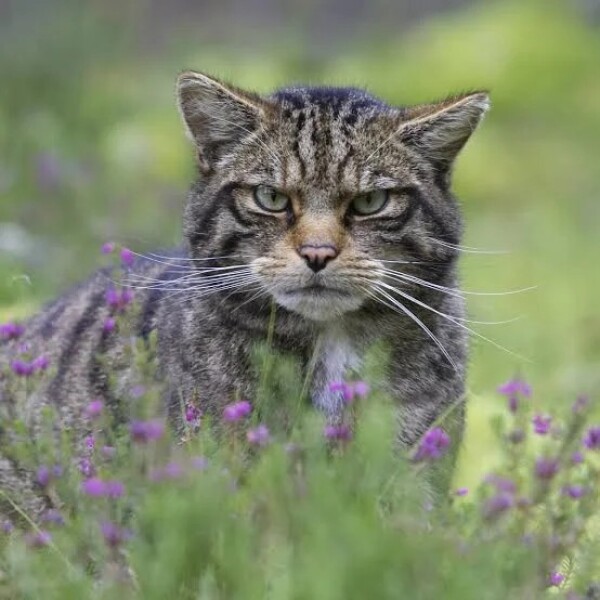 Scottish Tourism - the Excellent Cats debate Gizmo's suitability as a top influencer