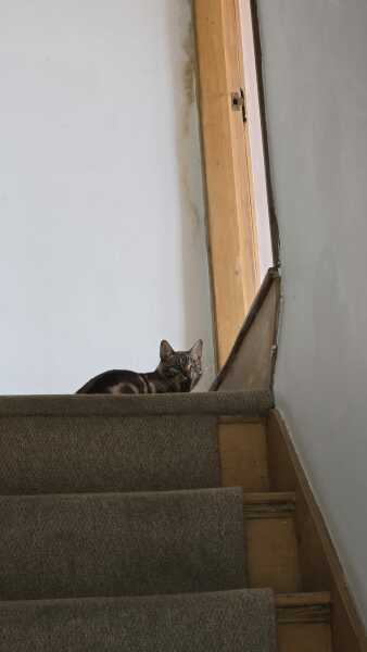 Chicken, Dreamies and Lickelix - the Excellent Cats form a disorderly queue