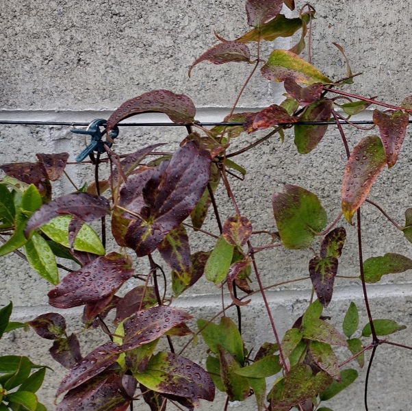 Dark leaves on clematis