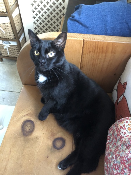 Post your supermodel cats