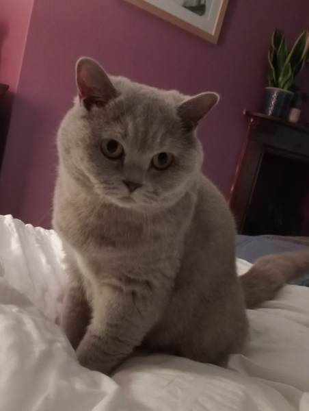 Post your supermodel cats
