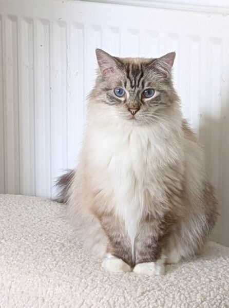 Post your supermodel cats