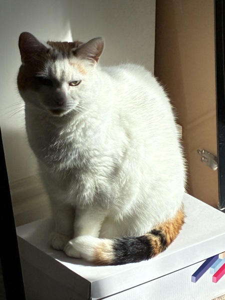 Chicken, Dreamies and Lickelix - the Excellent Cats form a disorderly queue