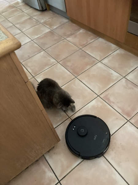 Scottish Tourism - the Excellent Cats debate Gizmo's suitability as a top influencer