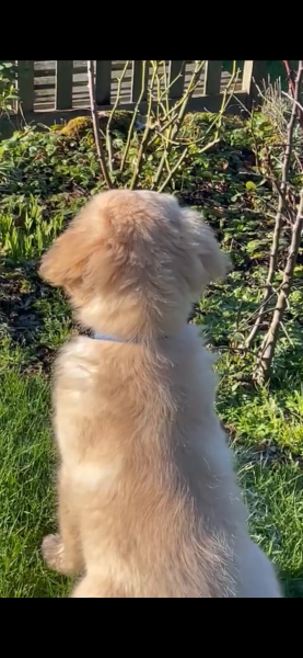 Puppy survival thread! All welcome!