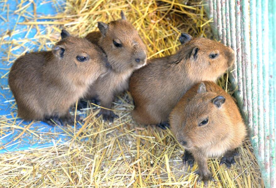 Capybara